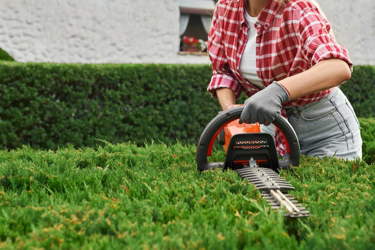close woman using electric hedge trimmer