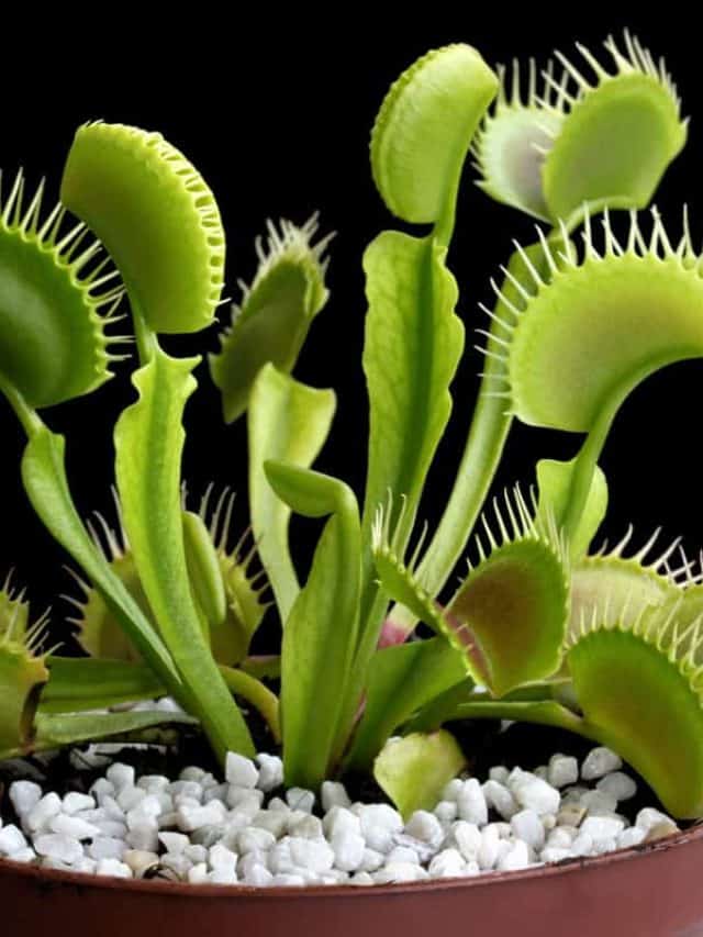 Venus flytrap (Dionaea muscipula), carnivorous plant in a pat isolated on black
