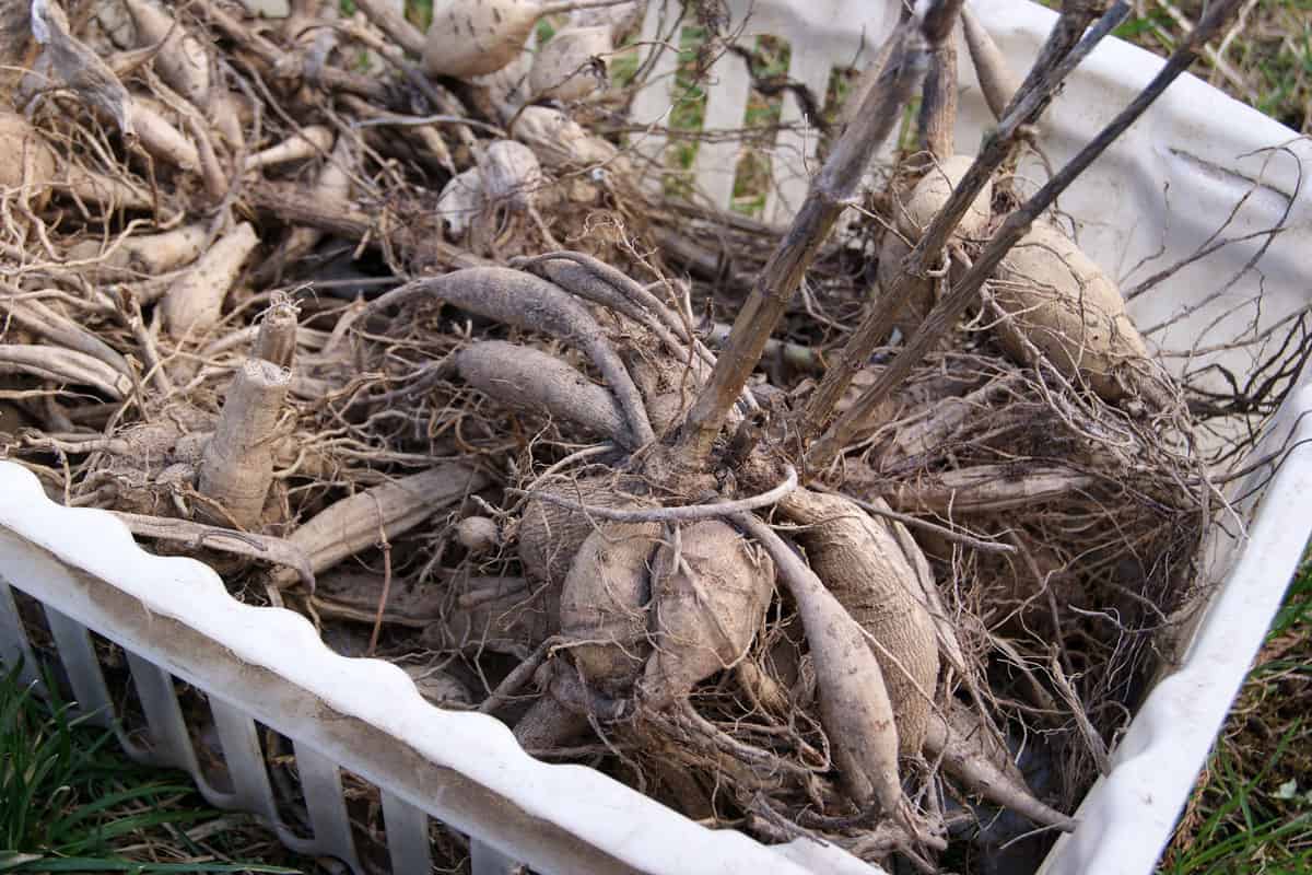 dahlia tubers white box dry dehydrated need water and moisture