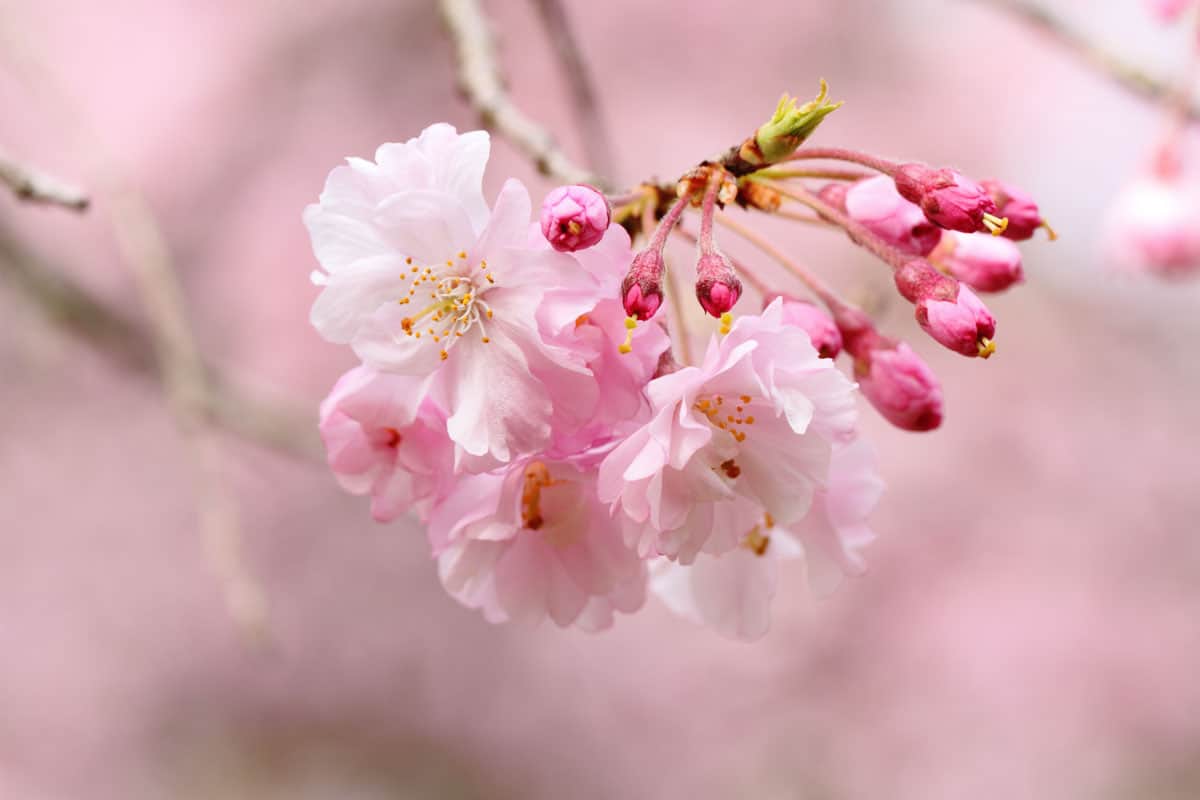 double weeping cherry blossoms Yaebenishidare Japan