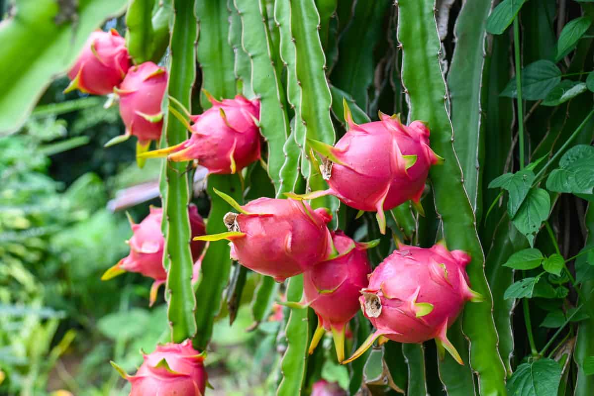 dragon fruit on the dragon fruit tree waiting for the harvest in the agriculture farm