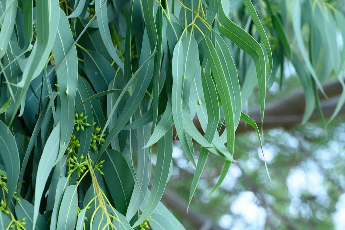 eucalyptus leaves. branch eucalyptus tree nature outdoor background. banner 