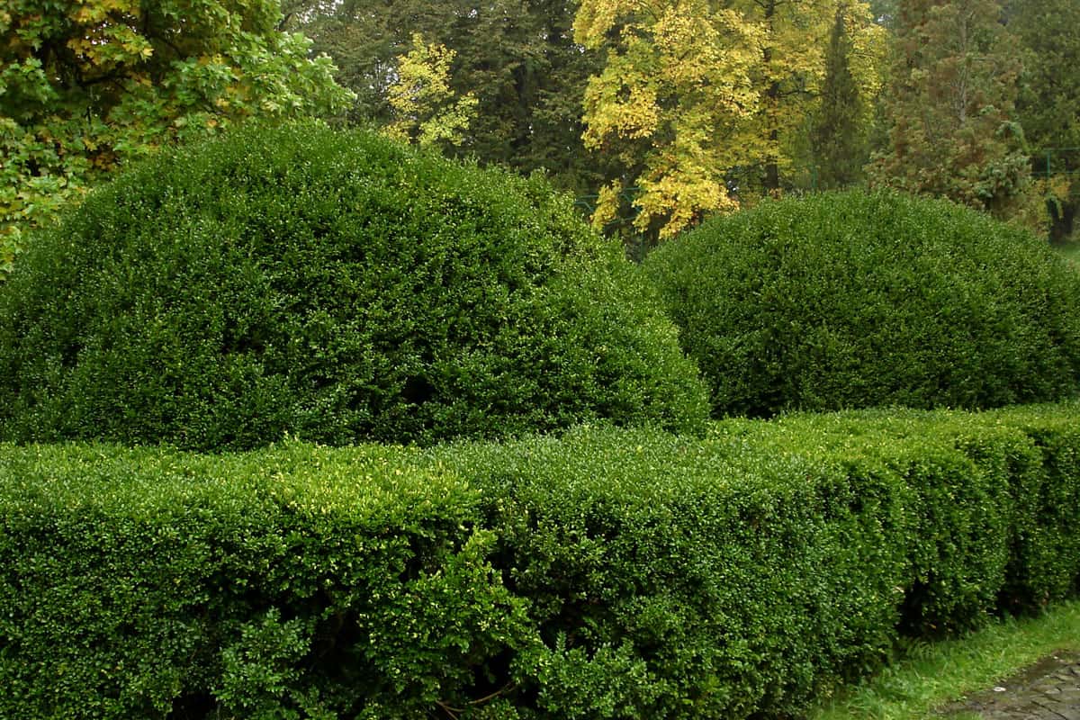evergreen bushes in the park for two consecutive along the hedges