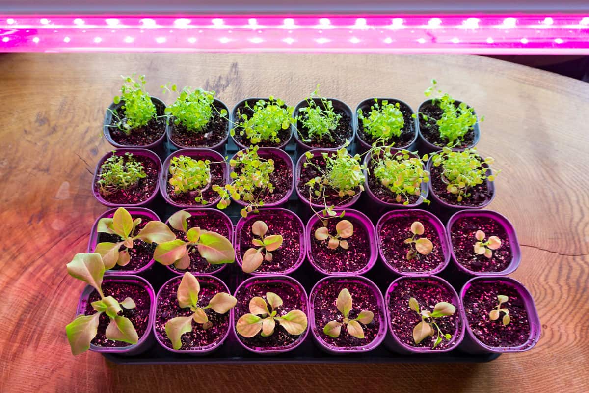 flower seedlings under light full spectrum