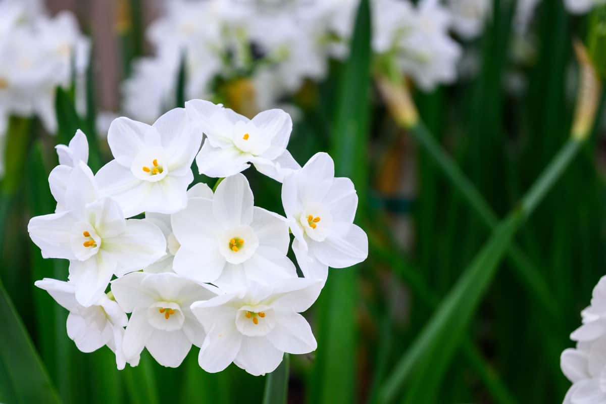 fragrant paperwhite narcissus plants full bloom
