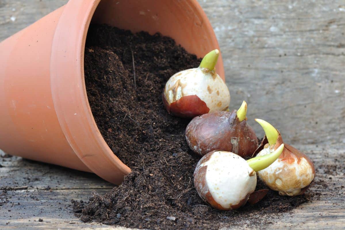 germination of tulip bulbs in a pot of potting soil overturned