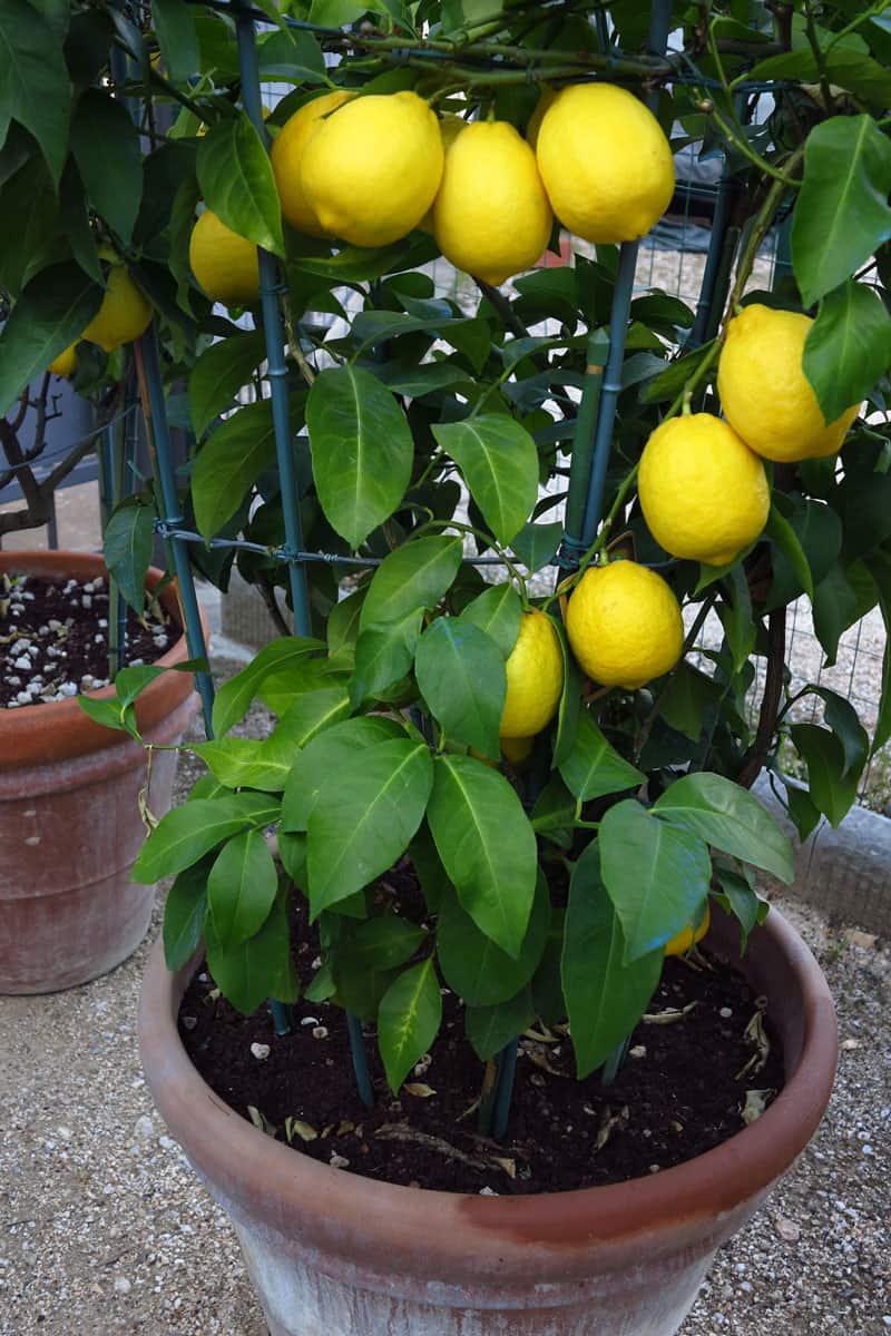 jar lemon plant portrait fresh yellow lemons healthy clean