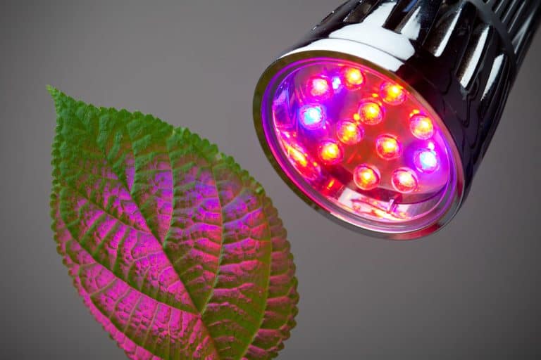 led grow light close up plant green healthy leaf growing, Can Hue Lights Be Used As Grow Lights?