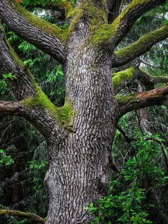 majestic old oak tree in a deep gloomy forest in sweden, How To Tell If A Deciduous Tree Is Dead