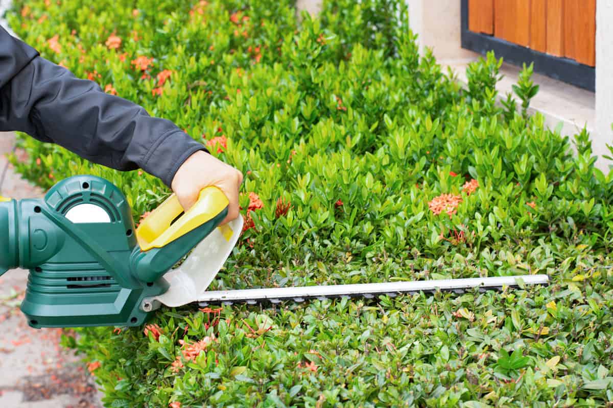 man hand holding using hedge trimmer