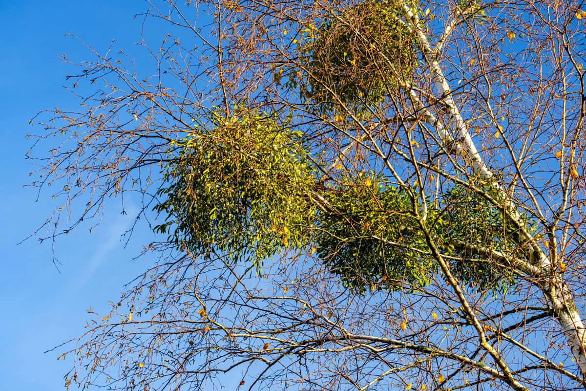 many bunches mistletoe on autumn tree