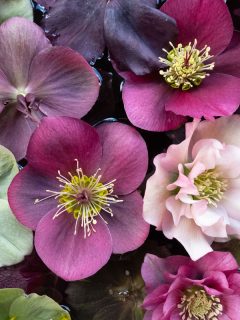 mixed colour hellebore flower heads floating on the garden, Do Hellebores Die Back In Summer?
