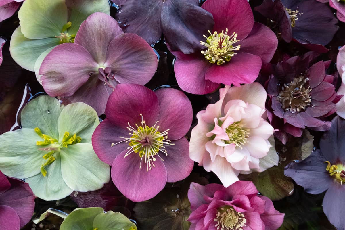 mixed color hellebore flower heads floating on the garden