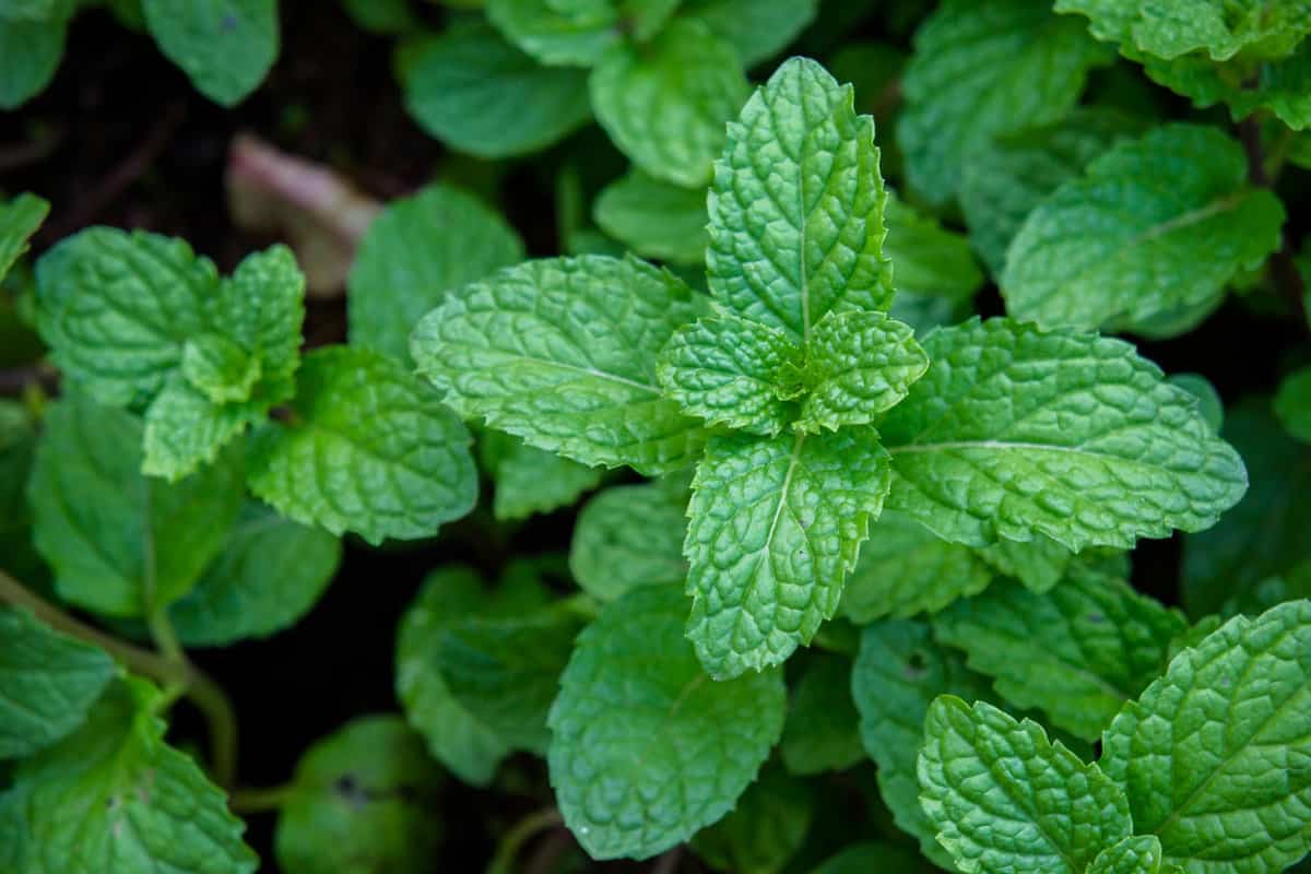 peppermint herb or vegetables for cook , The plant is useful in cooking as a herb to extract fresh scent. 
