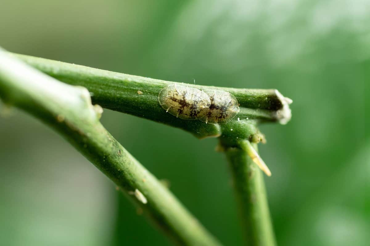 photo shows a closeup situation of two scale insects sucking on a branch of lime or citrus tree
