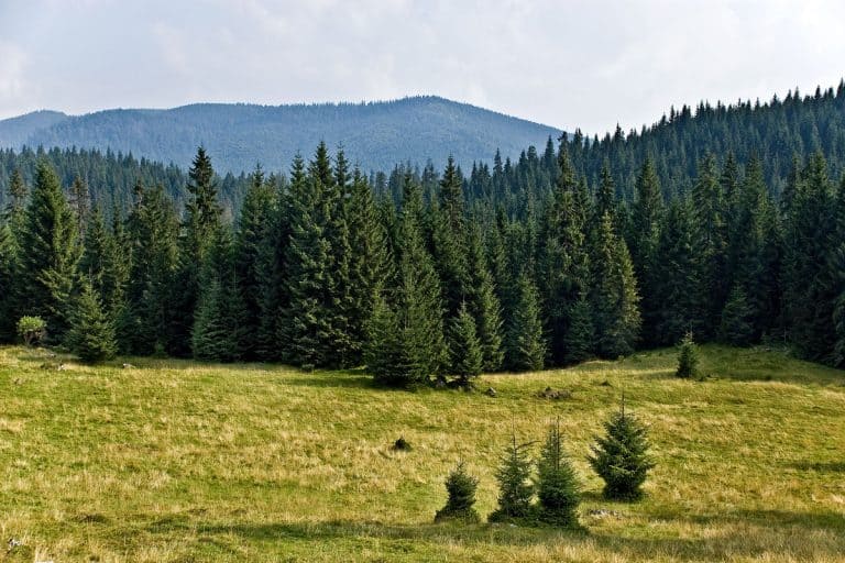 pine tree forest mountains wide field province cool breeze, Do Conifers Have Seeds, Flowers, Pollen, Or Leaves?