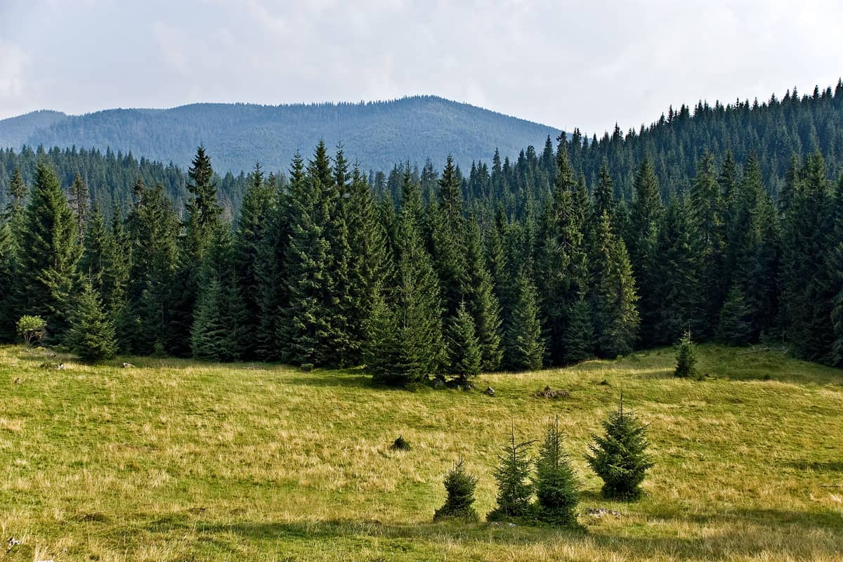 pine tree forest mountains wide field province cool breeze