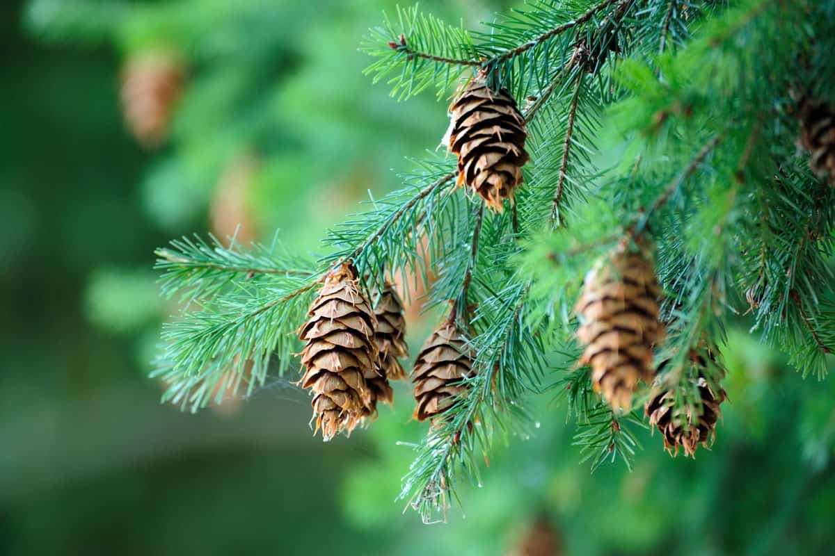 pine tree pine cones fresh healthy green leaves
