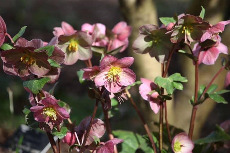 pink helleborus hybrid variety flower sunny day on the garden, How To Take Hellebore Cuttings