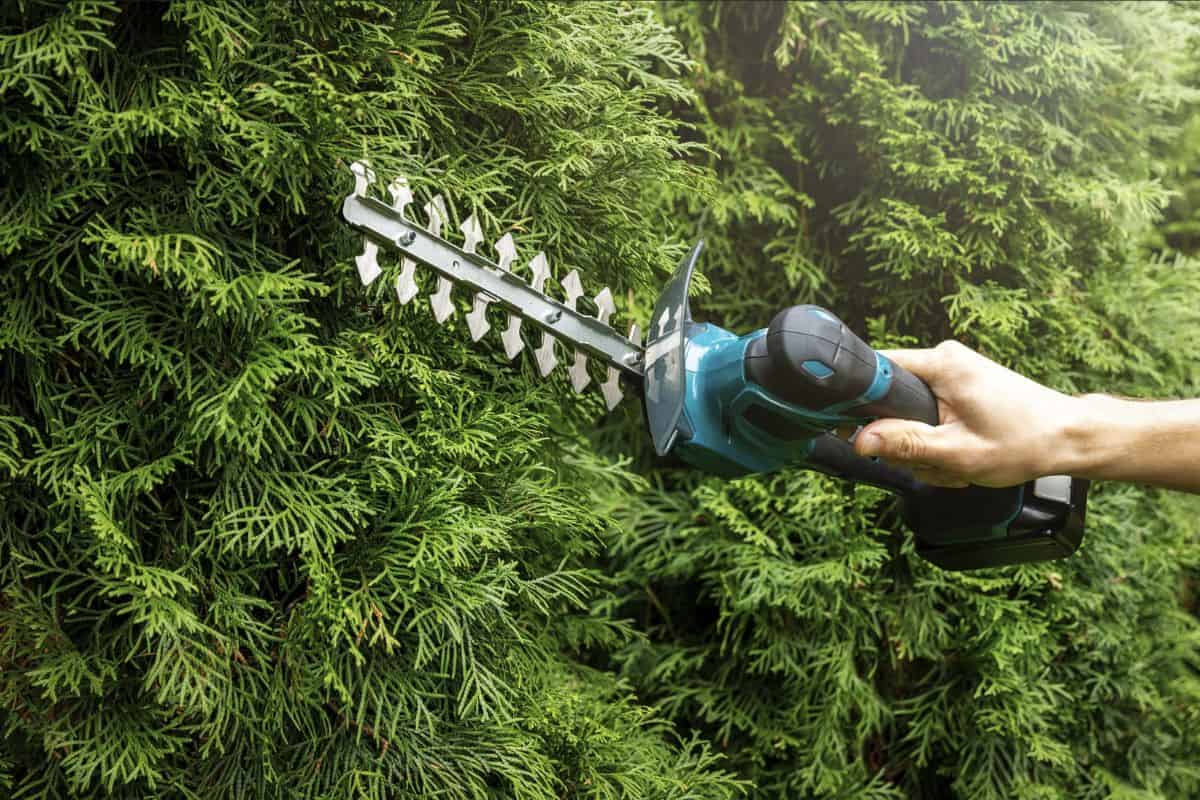 pruning evergreen garden hedge with electric scissors 