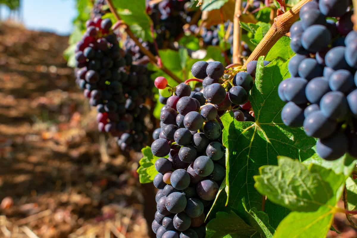 purple pinot noir grapes ripen on vines bare dirt beneath and clusters of grapes growing in an oregon vineyard