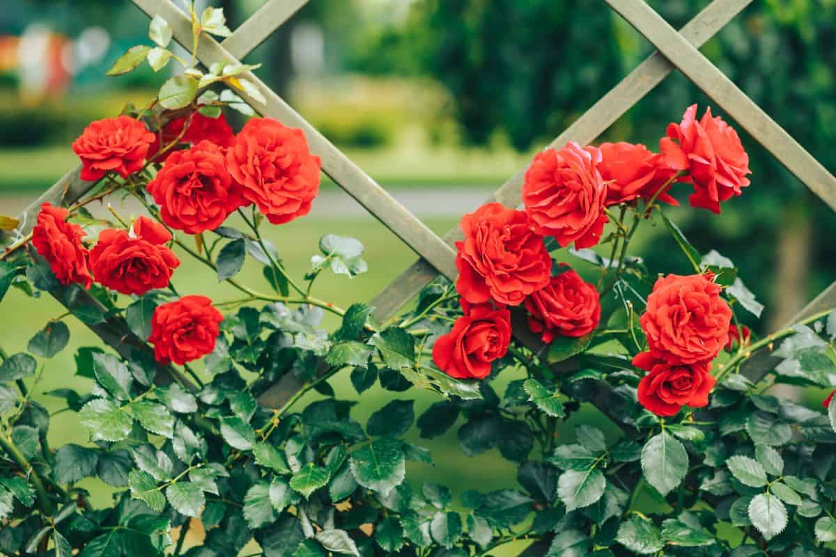 Red beautiful roses climbing on a decorative fence