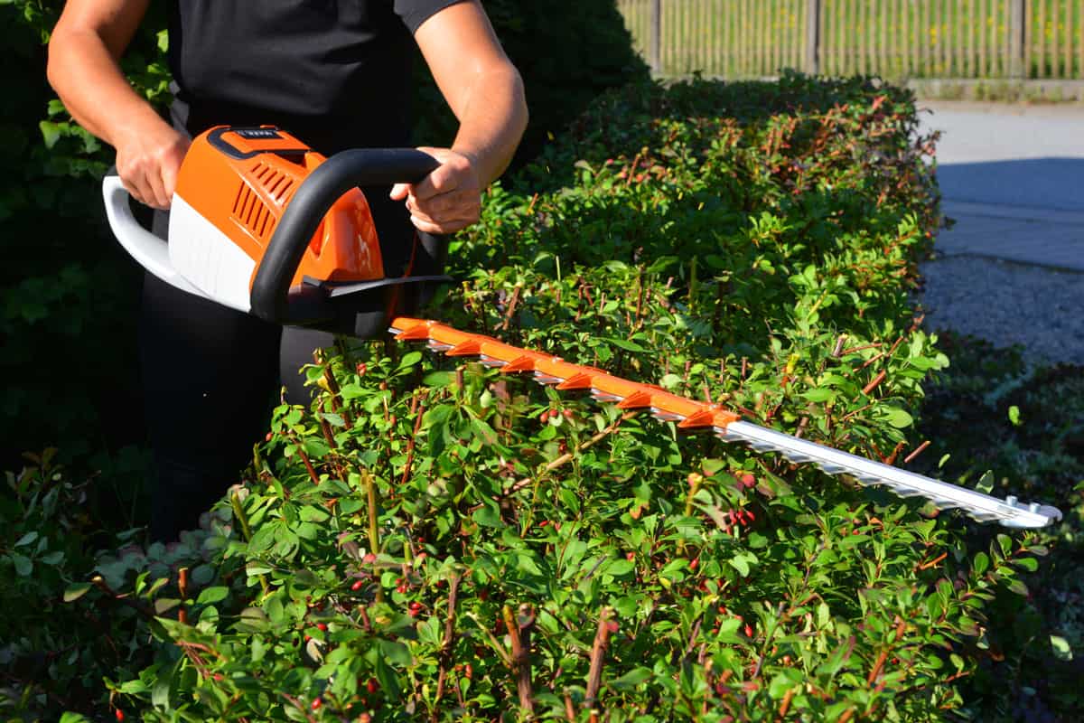 Reneval pruning garden hedge barberry by