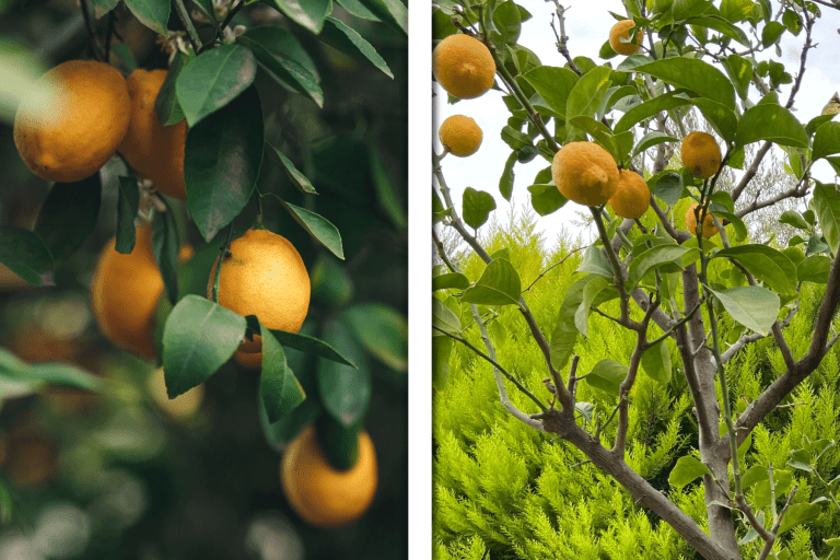 ripe yellow orange meyer lemons on lemon, yellow citrus lemon fruits green leaves, Meyer Lemon Tree Vs Bush: What Are The Differences?