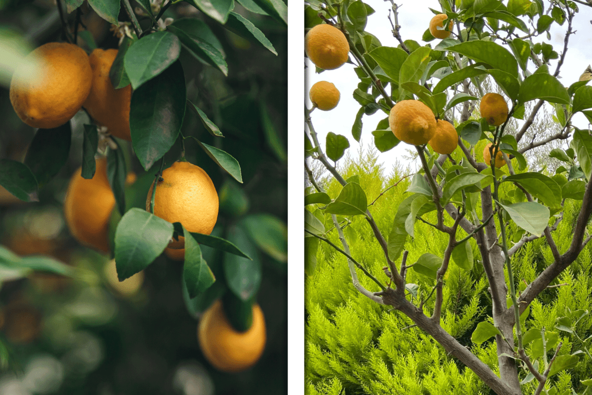 ripe yellow orange meyer lemons on lemon, yellow citrus lemon fruits green leaves