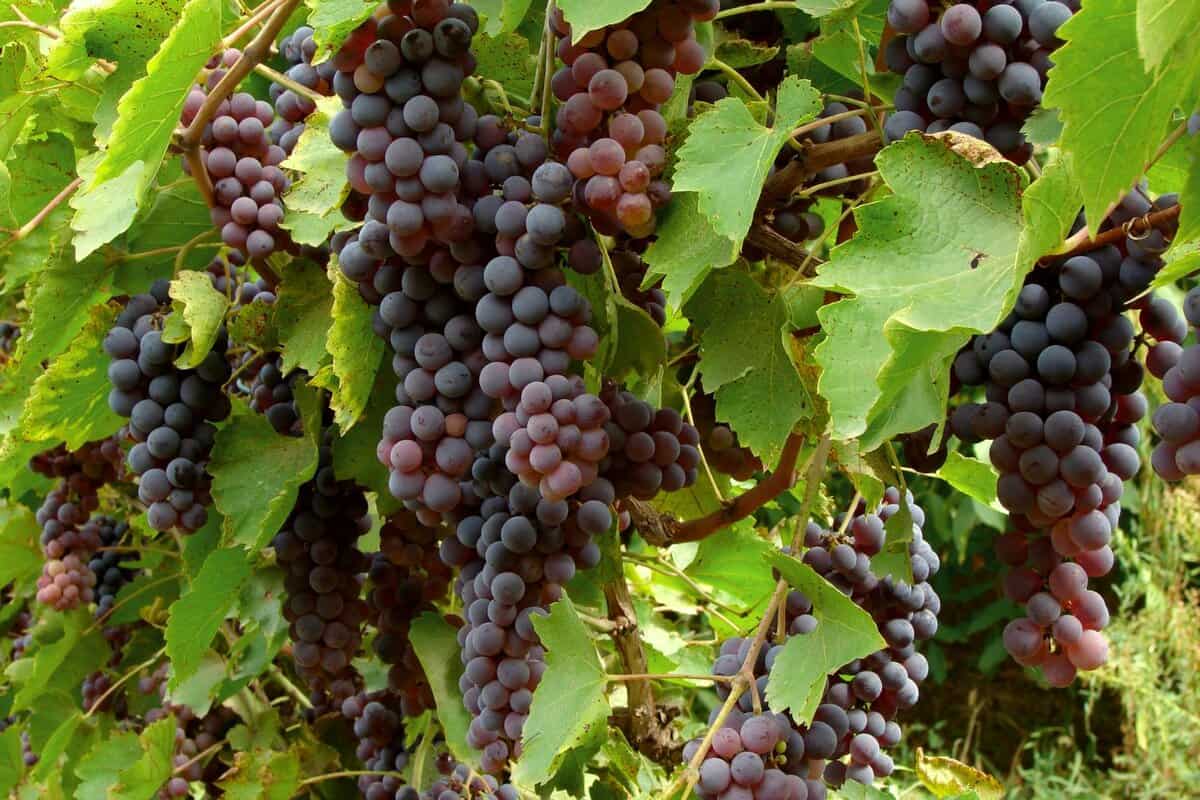 ripening grape clusters on the vine. 