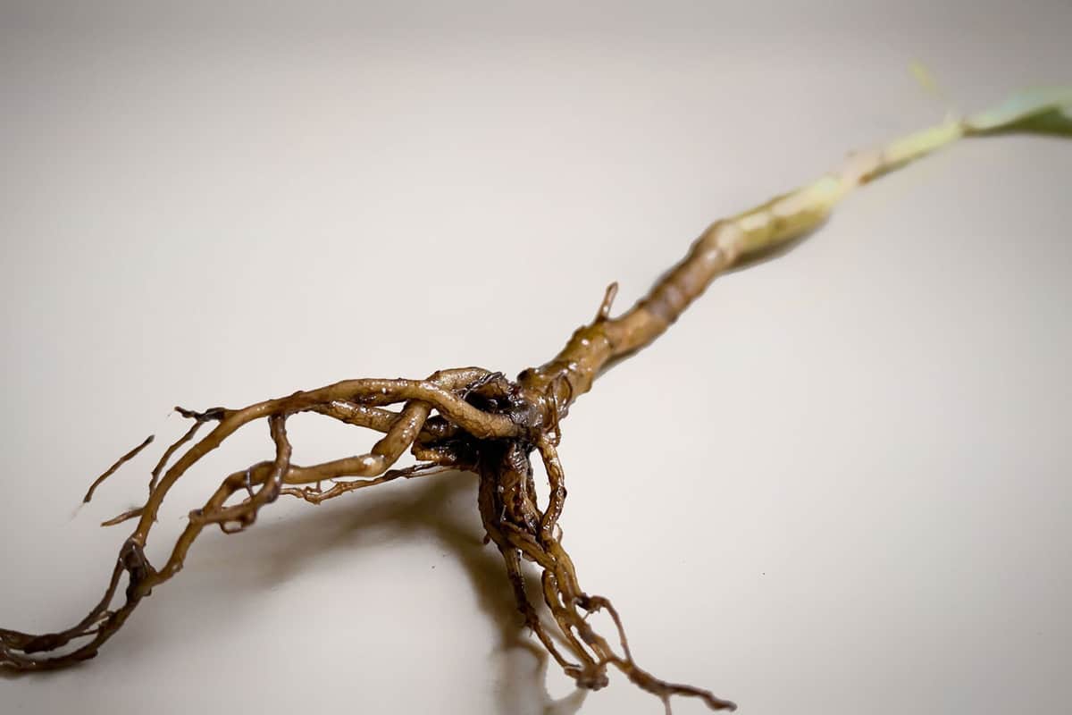 rotting plant roots, close up picture 