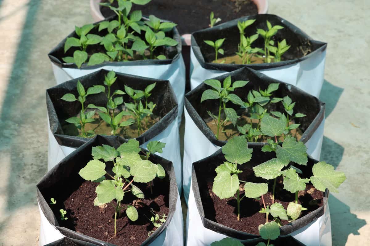 small vegetable plants growing plastic grow