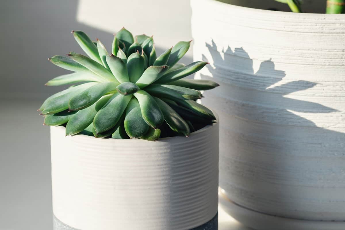 succulent ceramic pots potted cactus house