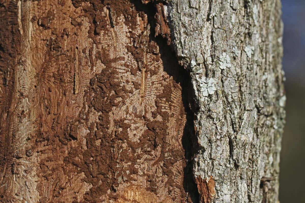 trunk of an elm tree Latin ulmus or frondibus ulmi showing the effect of Dutch elm disease also called grafiosi del olmo and the pattern the beetle has made by boring into the trunk of the dying tree