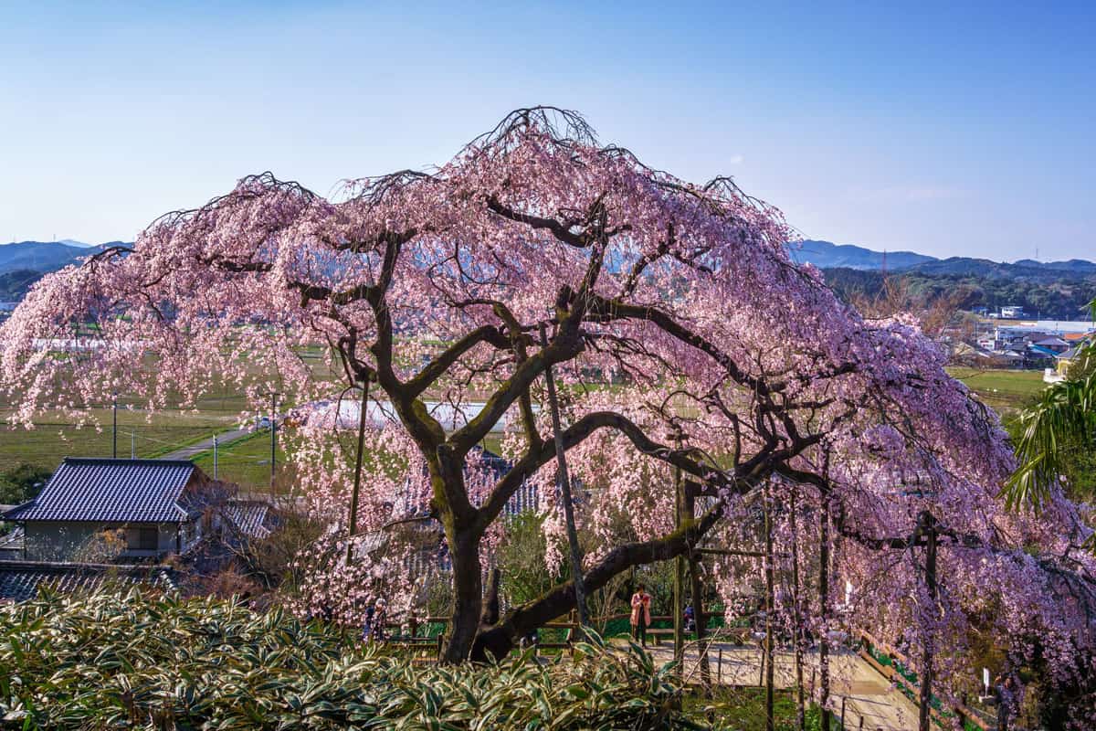 valley below seen through cherry blossom