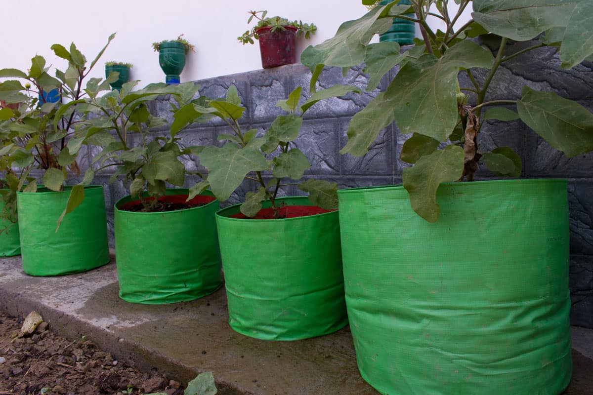 vegetables growing large size grow bags