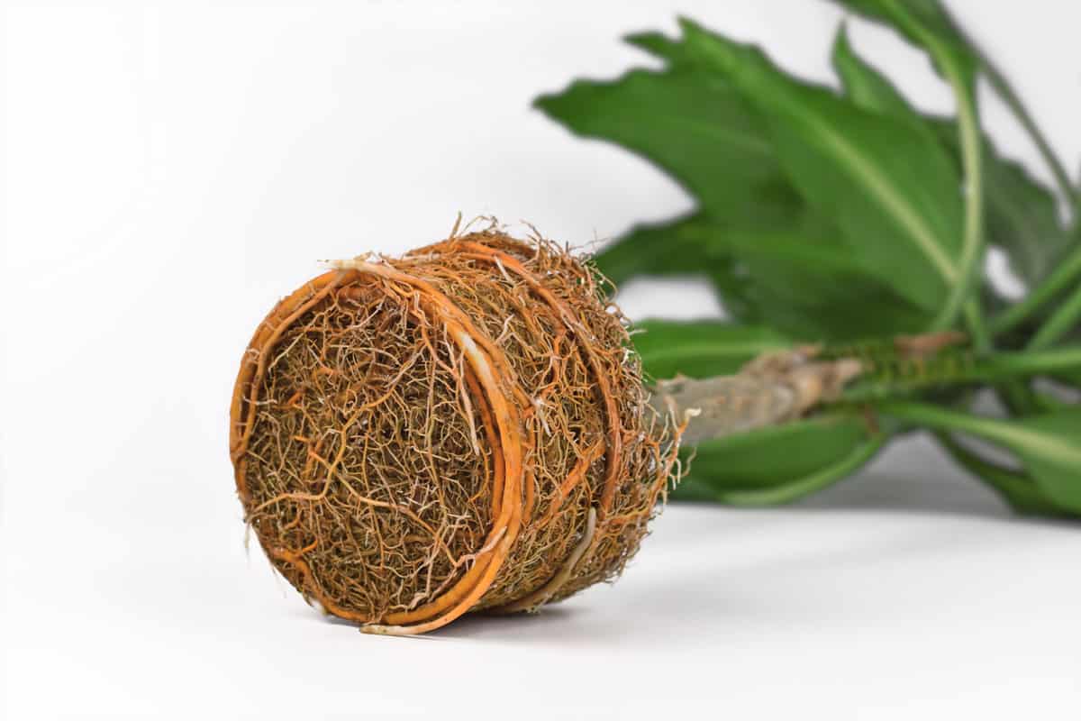 very rootbound root ball houseplant orange