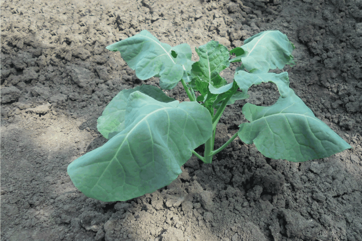 wilted cabbage plant growing in a garden bed from drought and heat
