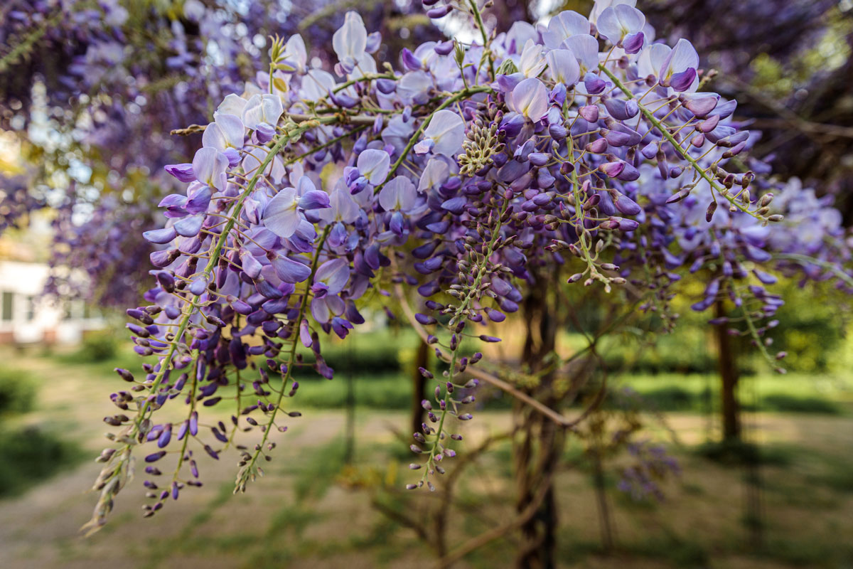 wisteria sinensis commonly known chinese species