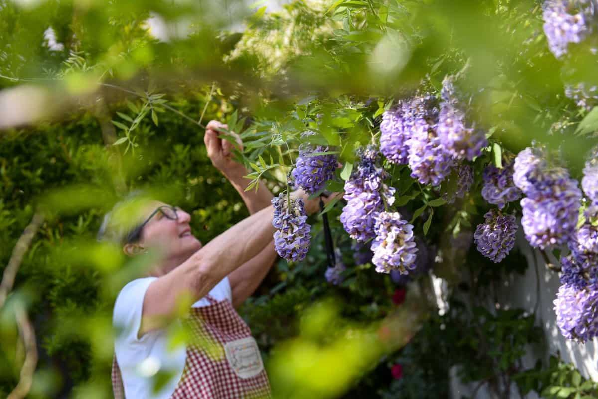 woman working in the garden of her house touching wisteria, leaves in the foreground