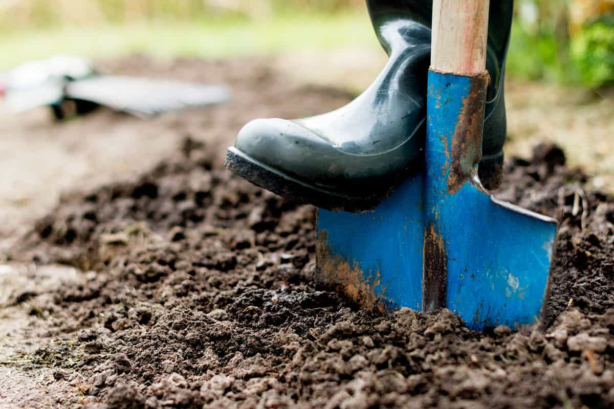 worker digs black soil shovel vegetable
