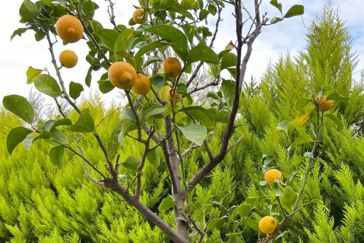 yellow citrus lemon fruits green leaves
