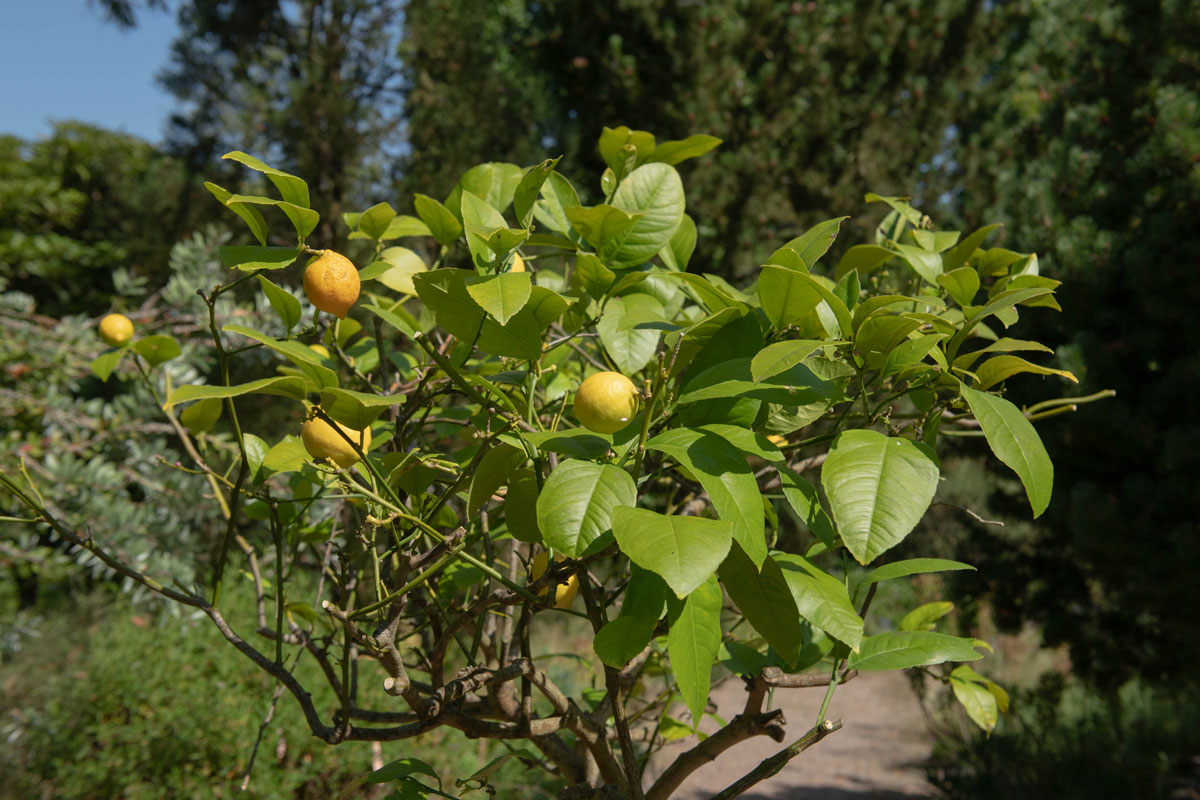 yellow fruit on evergreen dwarf lemon
