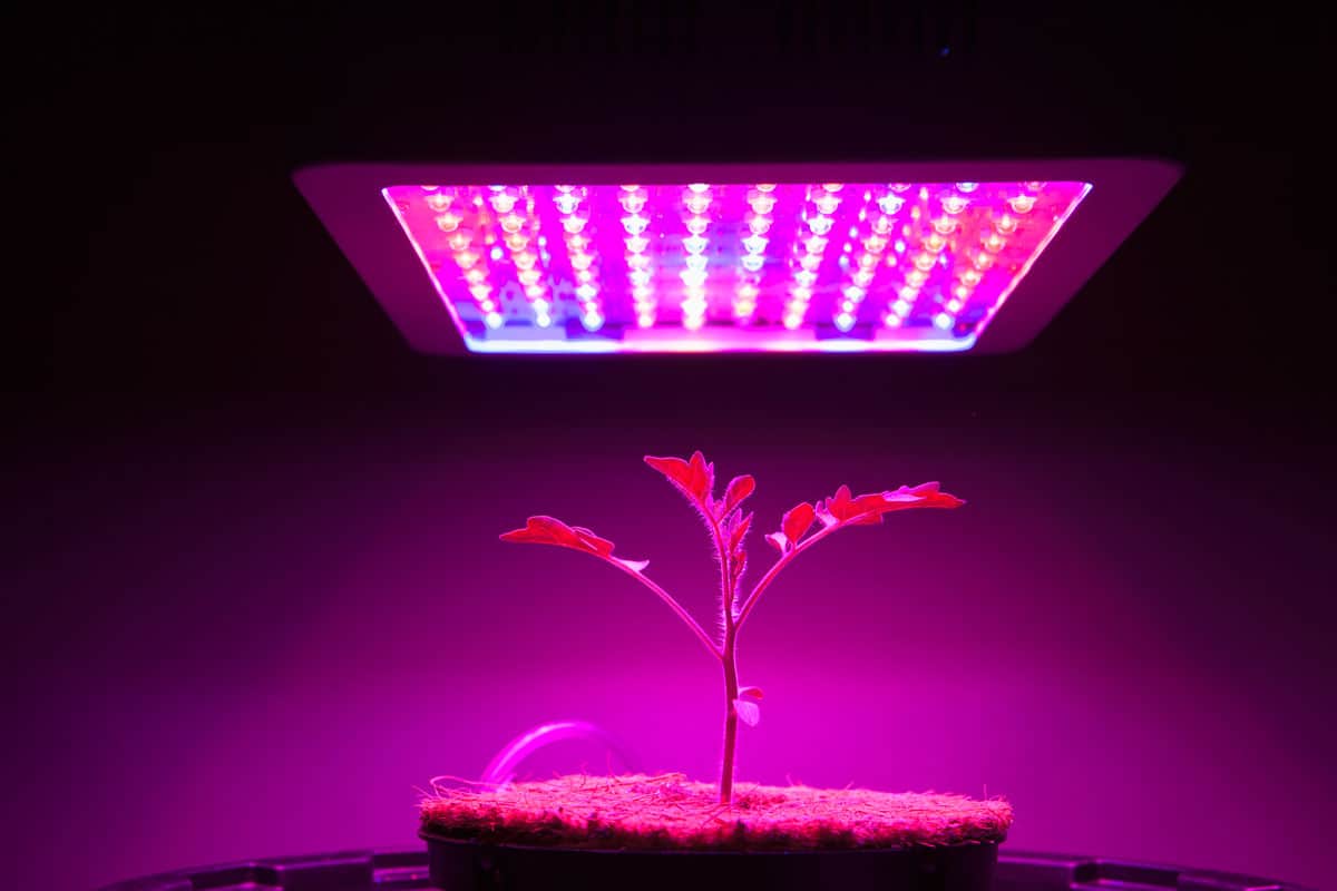 young tomato plant under led grow