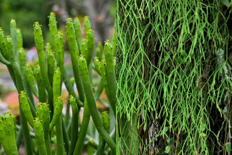 Collaged photo of a Mistletoe cactus and Pencil cactus, Mistletoe Cactus vs Pencil Cactus: What Are The Differences?