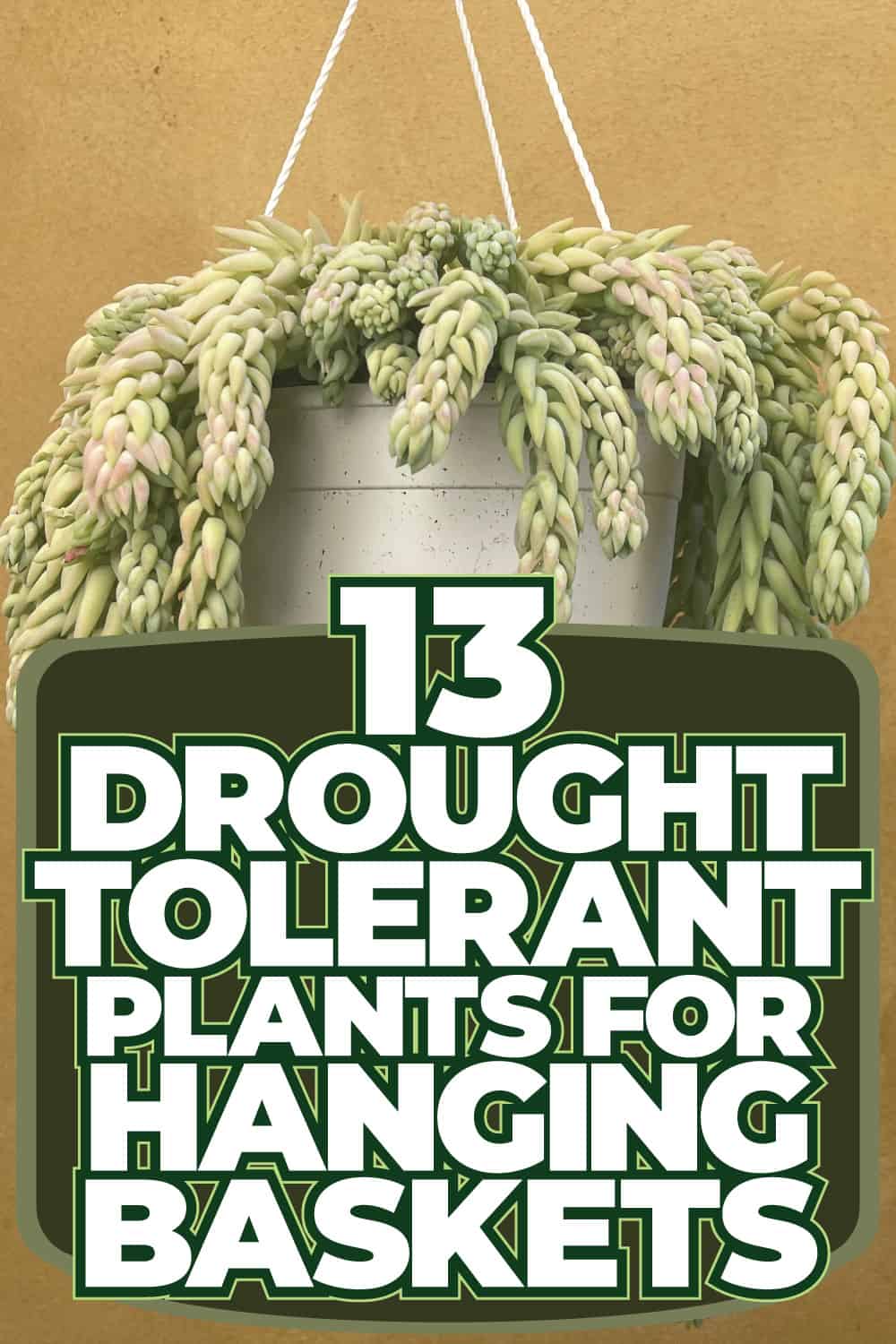 13 Drought Tolerant Plants For Hanging Baskets