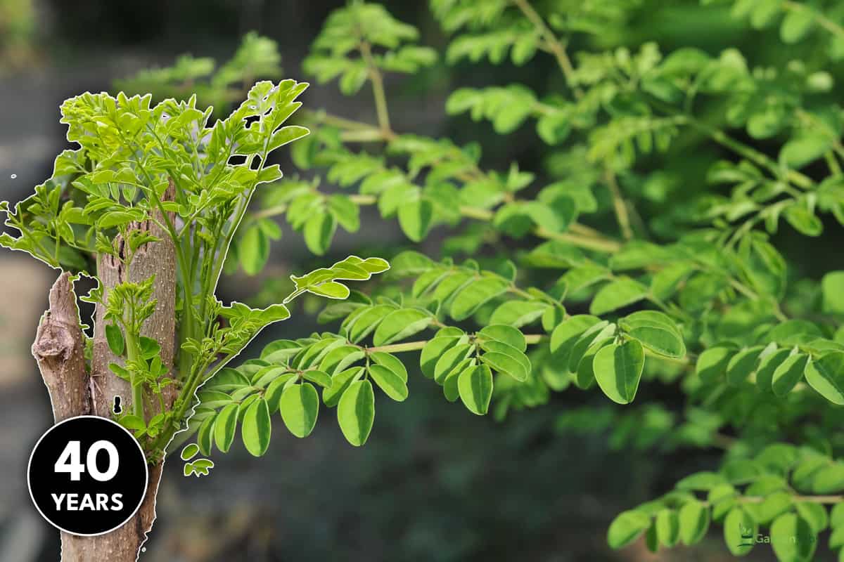 Young Moringa leaves in nature light, alternative medicine plant, How To Grow Moringa Indoors [In 6 Easy Steps]