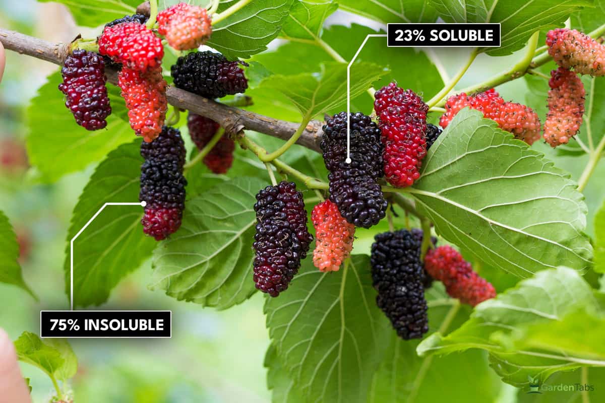 Black and red mulberries on the branch of tree.Fresh mulberry., Are Mulberry Trees Poisonous?