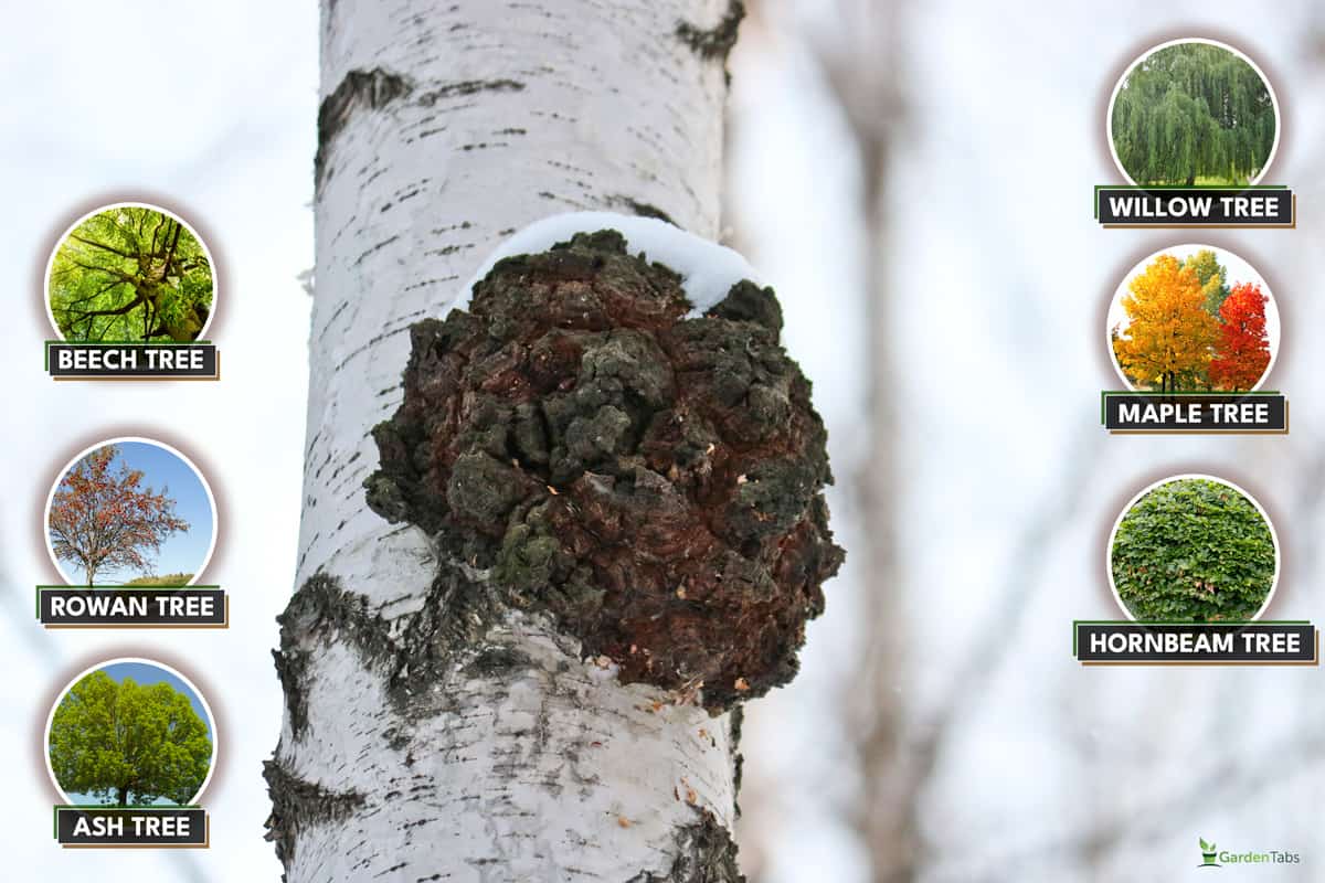 Chaga (Inonotus obliquus) is a fungus from the Hymenochaetaceae family. Potential medicine for coronavirus. It parasitizes birch and other trees., Does Chaga Grow On Fir Trees? [& What Other Trees Will It Grow On?]