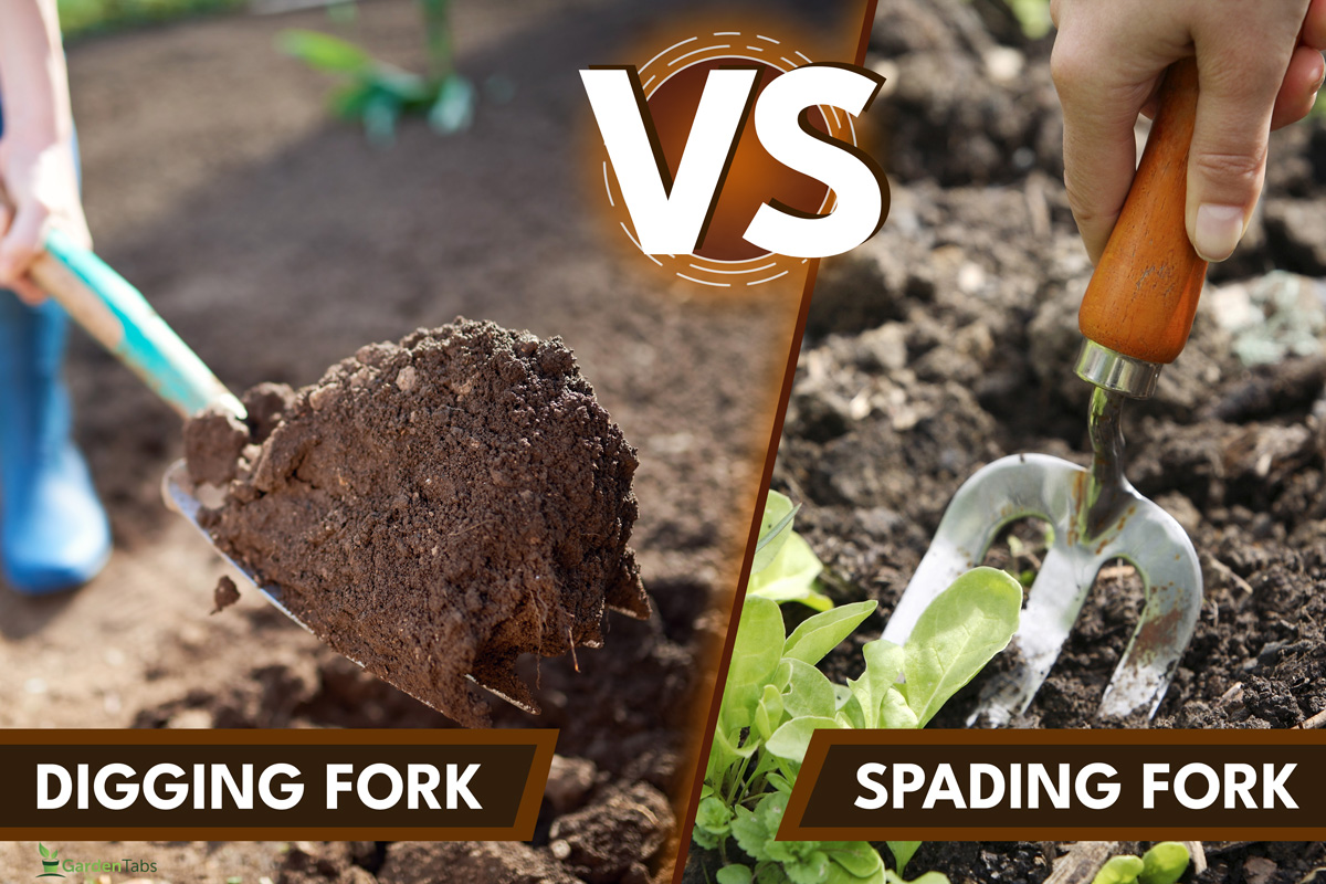 A collage of a spading fork and a digging fork, Spading Fork Vs. Digging Fork: What's The Difference?